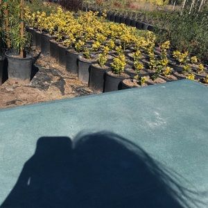 Meet your Posher, Jadie